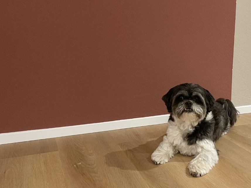Een shih tzu ligt op de houten vloer voor de terracotta muur van de trimsalon