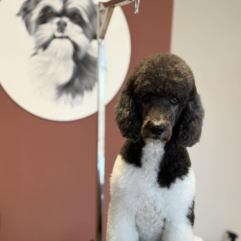 Een getrimde zwart-witte poedel zit voor de terracotta muur met de getekende hond