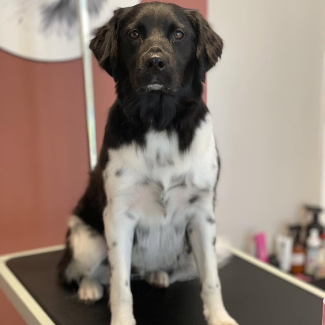 Een getrimde zwart-witte langharige hond zit op de trimtafel