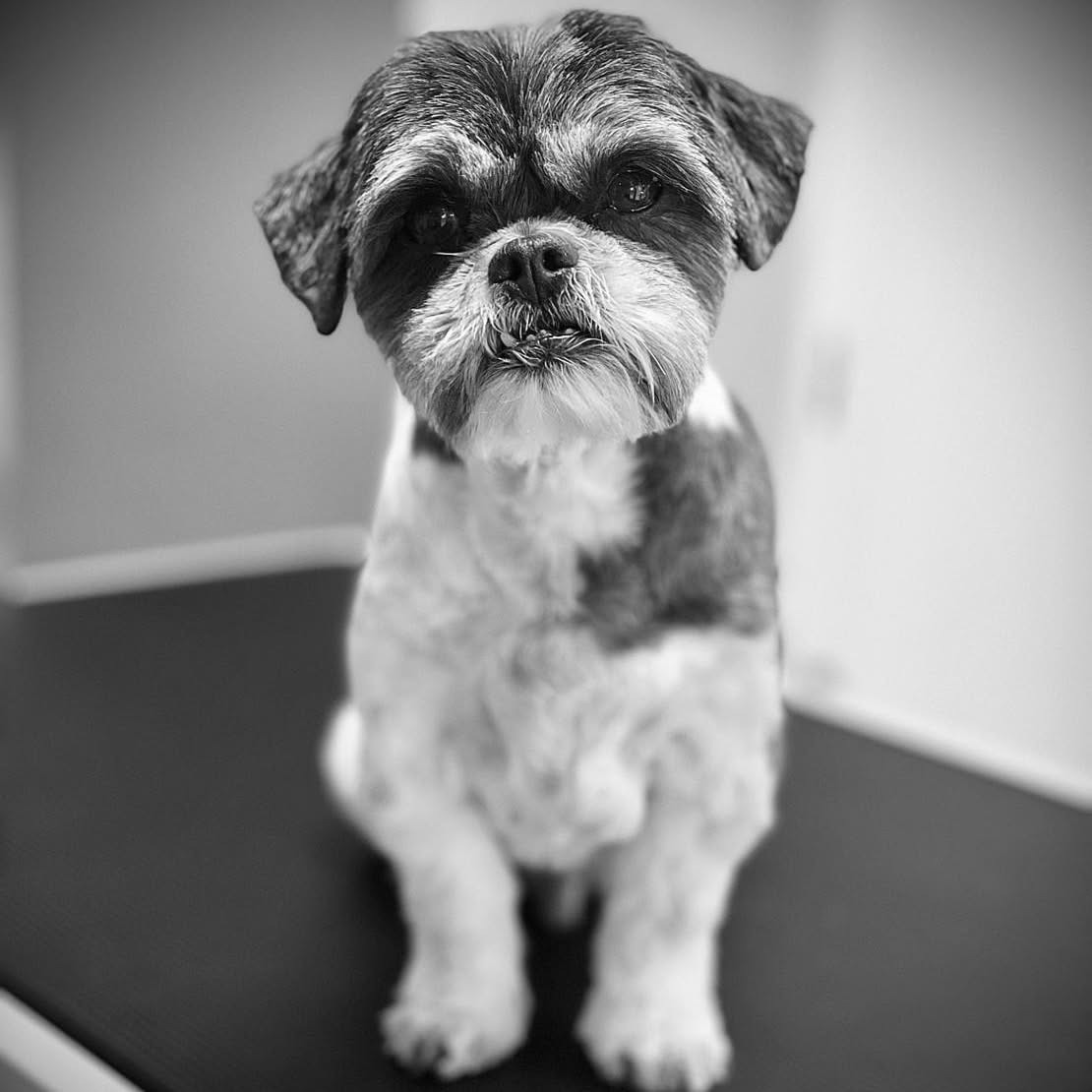 Zwart-witfoto van een getrimde shih tzu op de trimtafel